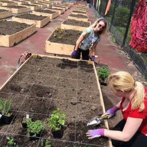 Urban Gardeners seeding community at NEIU by Paul Bick