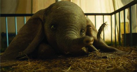 They say elephants don’t forget but this is not worth remembering