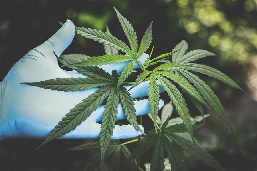 Impact of COVID-19 on cannabis industry: Even CDC recommends stocking up on marijuana