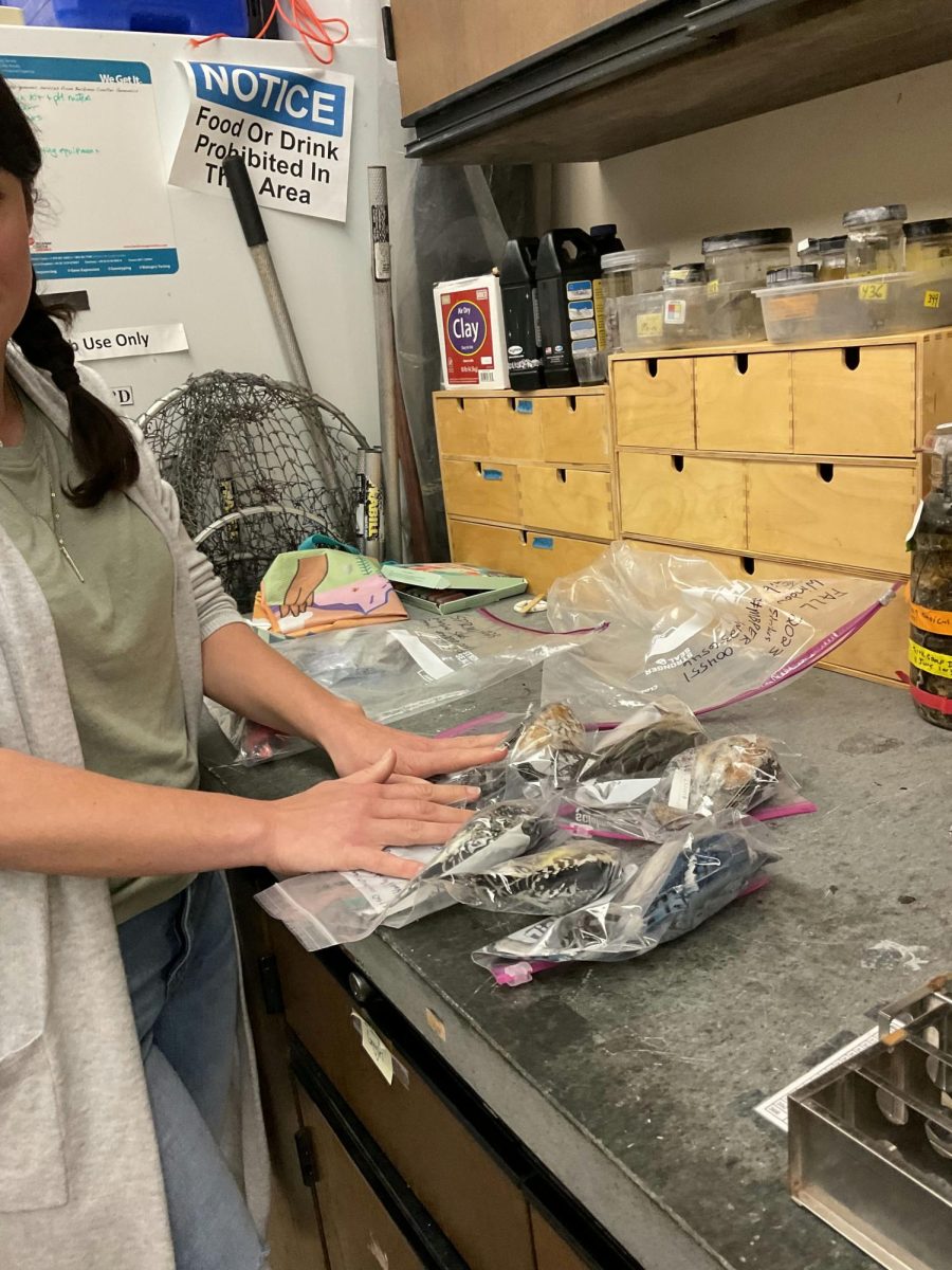 Dr. Reinke is partially visible, her hands on the countertop among seven preserved birds in ziplocs bags spread in a circle. The birds are of different species, but a bit far from the camera to be identified.