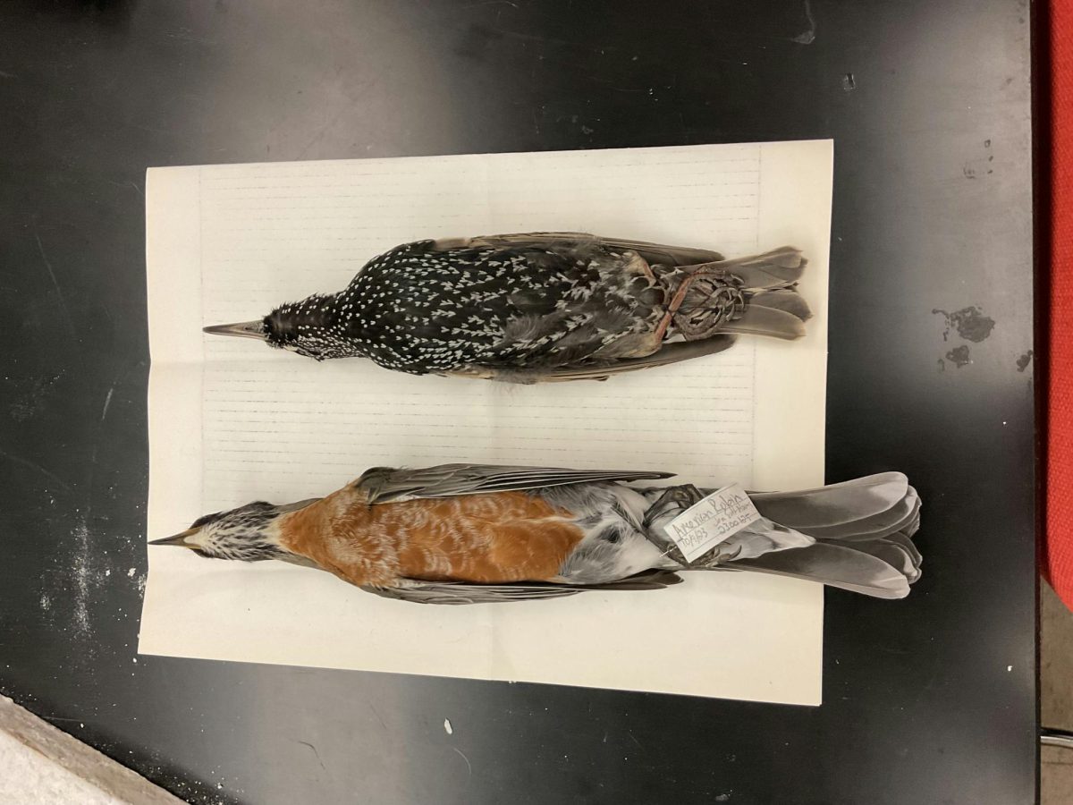 a taxidermied American robin lies next to a taxidermied European Starling. Both have their legs crossed and bills pointed, their bellies facing up. Both lie on one sheet of notebook paper on a desk.