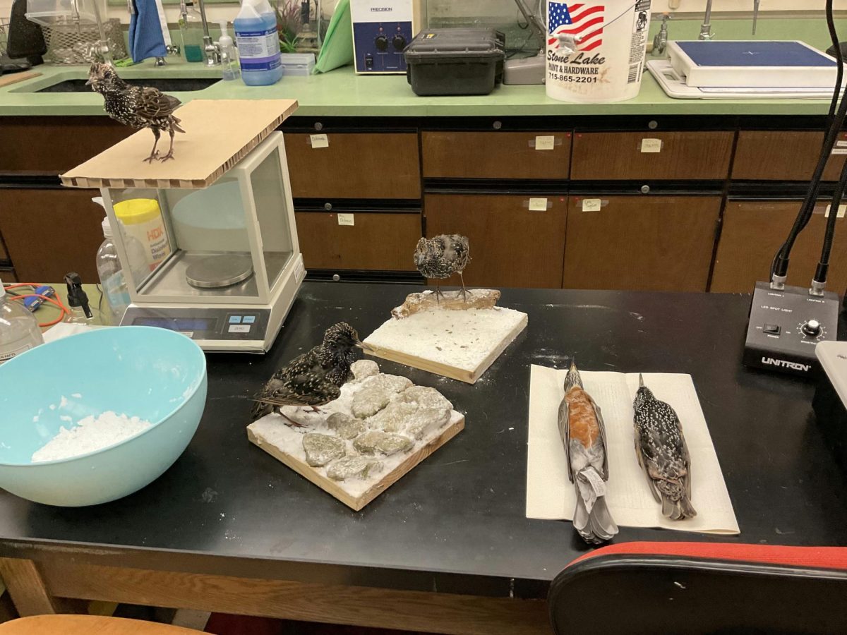  from left to right: three European Starlings (taxidermied) stand in a "closed" pose (wings against body and feet apart on ground, or in this case, cardboards). One of the cardboards is on top of a weight machine, which is behind a large blue bowl filled with something white (unclear) less than a quarter of the way. The other two cardboards are directly on top of the table, and have rocks and/or branches as decoration around the bird. A little more to the right and front, a taxidermied American robin lies next to a taxidermied European Starling. Both have their legs crossed and bills pointed, their bellies facing up. Both lie on one sheet of notebook paper on the same desk.
