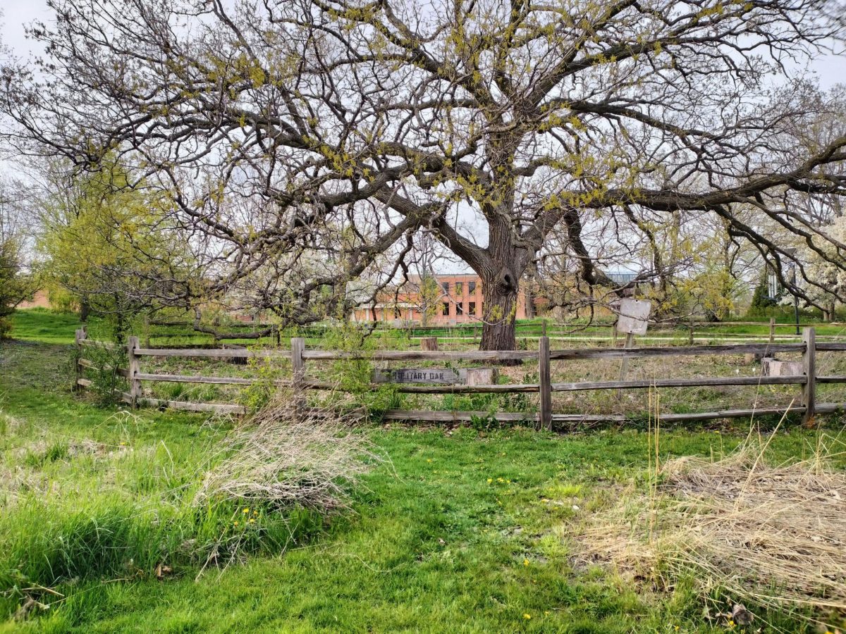  a solitary oak tree is fenced off in NEIUs Arboretum in this north-facing photograph with the WTTW building in the background
