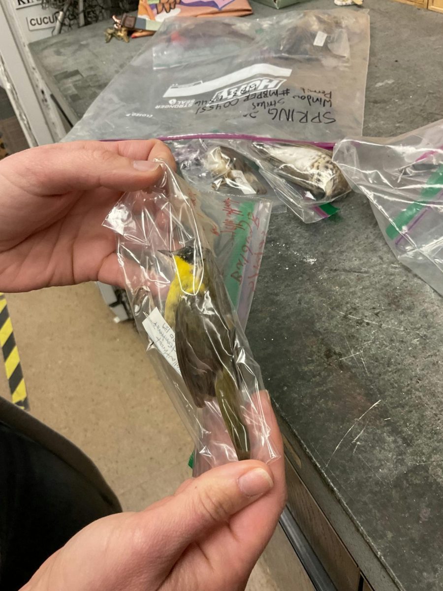 A taxidermied yellowthroat warbler is preserved in a plastic ziploc. There is handwriting on the ziploc that identifies the bird and the person who found it. The picture also shows two hands holding the ziploc. In the background are two more preserved birds in  ziplocs (too far to be identified) on a countertop that have been taken out of a larger ziploc bag (also in background) containing more preserved birds.