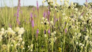 Gensburg-Markham Prairie Invites All to Attend Upcoming Restoration Kickoff