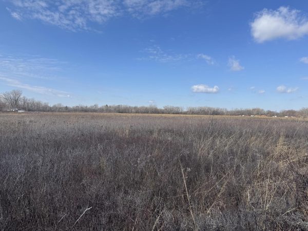 Part of the Markham-Gensburg Prairie over run by Chokeberry.